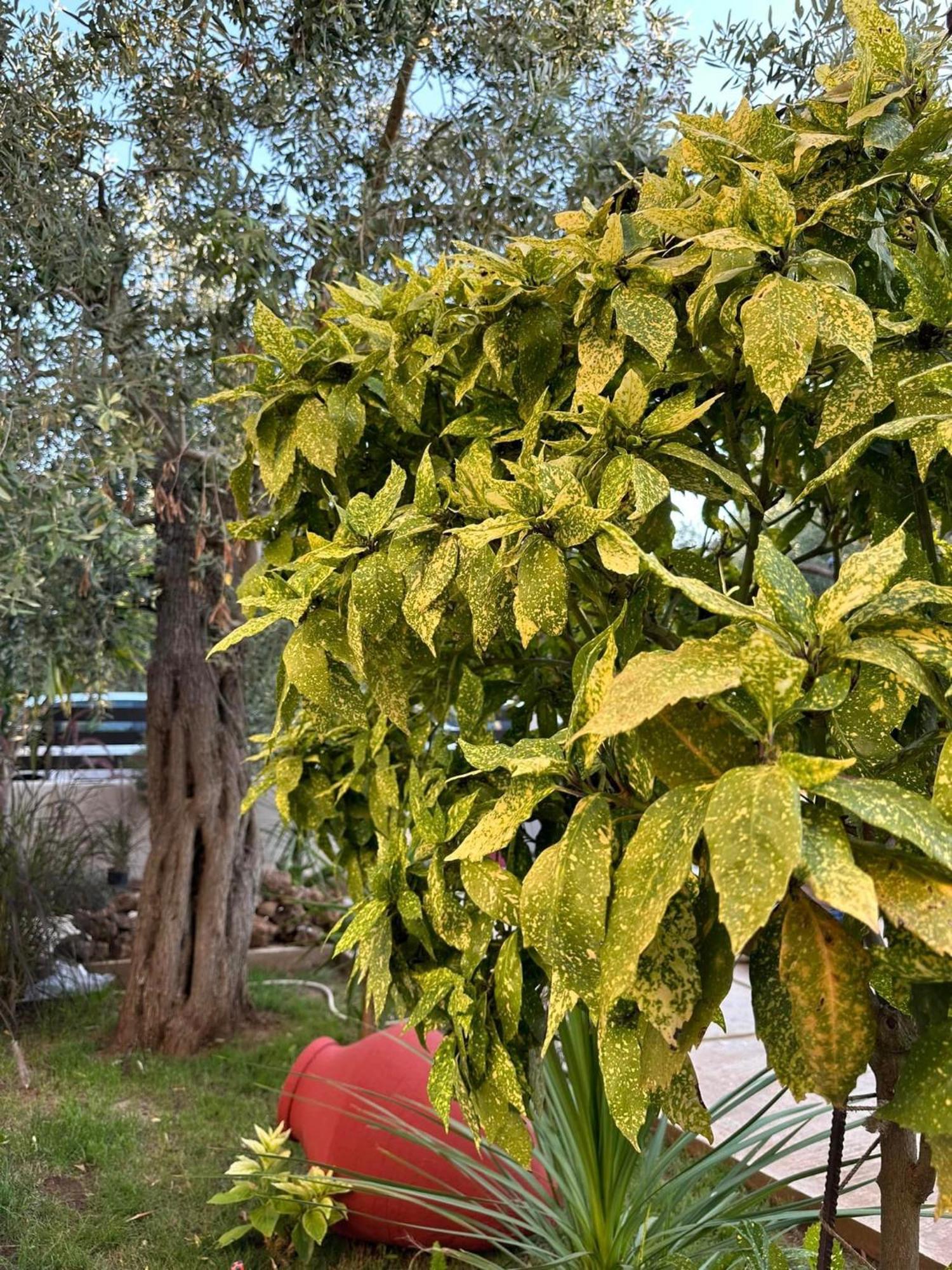 Valia House Thassos Daire Skála Kallirákhis Dış mekan fotoğraf